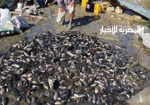 التلوث يقتل أسماك ترعة "منية سندوب" بالدقهلية