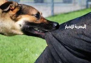 كلب ضال يعقر 5 أطفال في قرية بمركز منية النصر في الدقهلية
