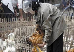 ننشر إجراءات "الزراعة" لمواجهة أنفلونزا الطيور فى المحافظات