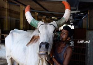 رئيس وزراء الهند: حان الوقت لوقف همجية "حماة الأبقار"