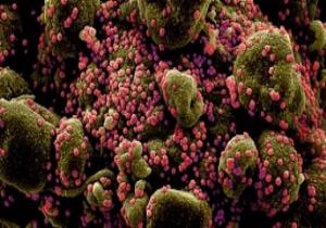 الحكومة تنفى رصد سلالات جديدة من فيروس كورونا المتحور داخل مصر