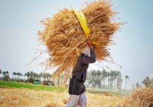 فايننشال تايمز: مصر لم تعد أكبر مستورد للقمح بسبب اكتفائها ذاتيا من "الذرة"