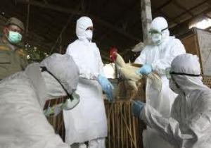 ظهور 4 بؤر جديدة لمرض انفلونزا الطيور بالوادى الجديد‎