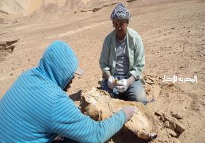 لأول مرة بمصر إكتشاف عظام لأكبر سلحفاء بحرية يرجع تاريخها لأكثر من 70 مليون سنة بواحة الفرافرة بالصحراء الغربية / صور