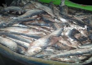 ضبط كميات من الأسماك المدخنة واللحوم الفاسدة ببيلا في كفر الشيخ قبل بيعها للمواطنين