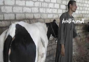 الطب البيطري يكشف حقيقة البقرة المقدسة في كفر الشيخ