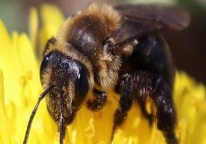 14نوعا من النحل يواجه خطر الانقراض وتغير المناخ متهم