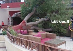 مصرع موظف سقطت عليه شجرة في ناد بالتجمع.. والنيابة تستمع لشهادة العاملين