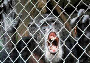 القضاءالأمريكيى: فى قضية لا تخلو من الطرافة قرود الشمبانزي ليس لها حقوق الإنسان