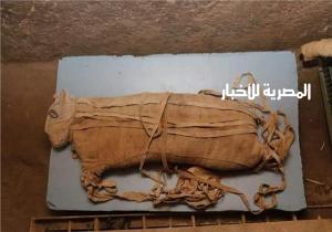 باحثون يفحصون مومياوات حيوانات مصرية قديمة لاكتشاف طرق معاملتها قبل تحنيطها