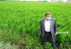وكيل وزارة الزراعة بالبحيرة يتابع زراعات الأرز ويؤكد على ضرورة اتباع التوصيات الفنية