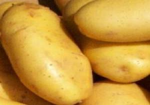 البطاطس المصرية تدخل أسواق روسيا