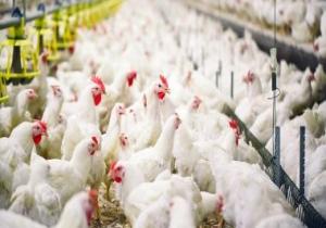 فرنسا تسجل أول إصابة بانفلونزا الطيور H1N5 فى مزرعة بشمال البلاد
