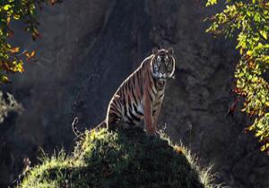 نمر يقتل زائرا فى حديقة حيوان روسية