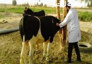 قوافل طبية بيطرية لعلاج وتحصين روؤس الماشية ضد الأمراض والأوبئة بالبحيرة