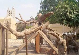 نائب محافظ القاهرة يتابع أعمال تطوير مزار شجرة مريم في المطرية