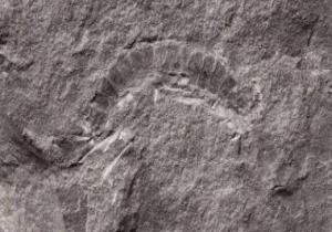 دراسة متقدمة لحفرية "ذات القدم الصغيرة" تلقى الضوء على أصول الإنسان