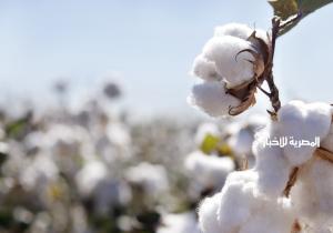 مصر تعيد إحياء صناعة الغزل والنسيج وتطور منظومة جديدة لتداول القطن / إنفوجراف