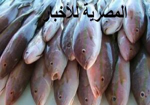 التموين : ضبط كمية من أسماك «البقرة» السامة بالإسكندرية