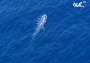الحوت الأزرق يزور مياه البحر الأحمر فى ظاهرة بيئية فريدة
