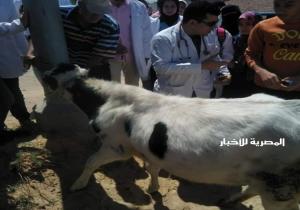علاج ورش 113342 رأس ماشية وتحصين ما يقرب من 91 ألف رأس ضد الأمراض المختلفة  وإعدام 8611 كجم لحوم غير صالحه بالبحيرة