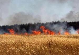 حريق ضخم يلتهم "فدان ونصف " مزروع بالقمح في بني سويف