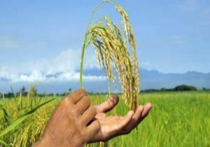 وكيل زراعة دمياط : زراعة 46 ألف فدان أرز وتحرير 500 مخالفة