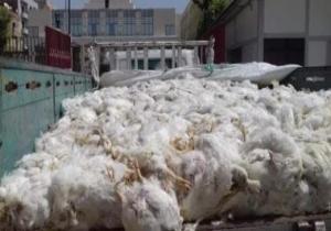 ضبط 3 أطنان من الدجاج النافق قبل توزيعها على أصحاب المحلات فى بور سعيد