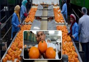 الزراعة: ارتفاع صادرات البرتقال لـ1.2 مليون طن وفتح منافذ جديدة للتصدير