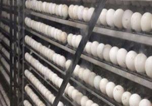 لمواجهة الغلاء.. "الإصلاح الزراعى" تطرح 400 ألف بيضة بـ32 جنيهًا للكرتونة