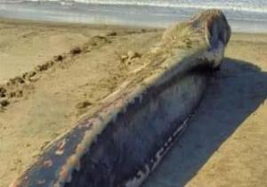 العثور على أنثى الحوت الأحدب نافقة على شواطئ البرلس بكفر الشيخ