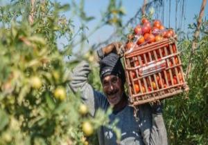 الزراعة تؤكد زيادة المعروض من الطماطم وتراجع أسعارها ولجان لمتابعة الإنتاج