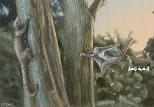 اكتشاف "ثدييات طائرة" حلقت فوق الديناصورات