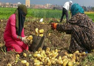 الزراعة تؤكد ثبات أسعار البطاطس بسبب زيادة الإنتاج والصادرات تتخطى 675 ألف طن
