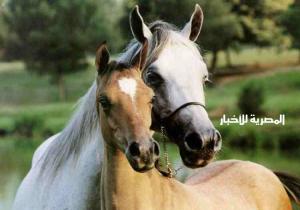المفوضية الاوروبية : توافق على "رفع حظر"  استيراد الخيول من مصر