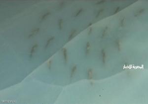 استياء من حلبة تزلج يابانية تزين الجليد بأسماك نافقة