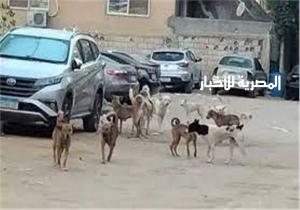 بسبب الكلاب الضالة .. مصرع طبيبة إثر ازمة قلبية بحدائق الأهرام