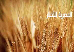 تعرف على قصة "فساد القمح" التي أطاحت بوزير التموين