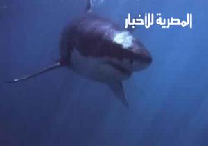 الخارجية الروسية تحذر مواطنيها من ظهور «القرش الأبيض» في مصر