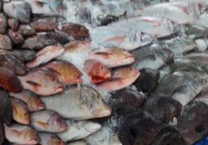 تراجع أسعار الأسماك فى الأسواق.. تعرف على الأسباب