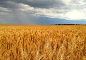 هيئة السلع التموينية تشترى 350 ألف طن من القمح فى مناقصة