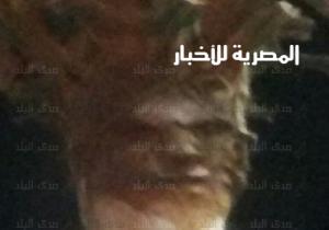 "نخلة " تثير الرعب بالفيوم