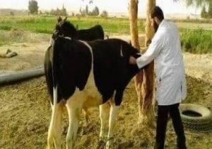 علاج ١٢١٨ حيوان وتلقيح ٩٧ رأس ماشية وذبح ٢٧٩ راس ماشية داخل المجازر الحكومية  بالبحيرة