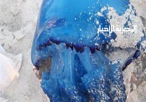 كارثة.. ظهور قناديل البحر الزرقاء القاتلة على شواطئ الإسكندرية لأول مرة