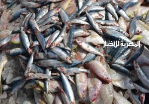 ضبط 860 كيلو أسماك فاسدة قبل بيعها في السوق السوداء بكفرالشيخ
