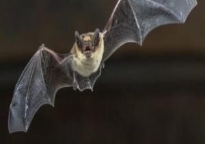 "كورونا" جديد فى الخفافيش البريطانية يثير المخاوف مجددا