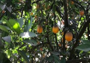 البرتقال الصيفى يزين أشجار وجنايين تفهنا العزب فى الغربية