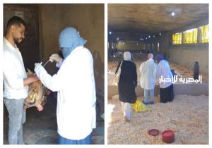 الزراعة: تنفيذ برنامج التقصي النشط في المزارع والأسواق وتحصين أكثر من 768 ألف طائر