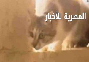 في واقعة غريبة.. قطة تلد كلبين في الأردن!!.. بالصور