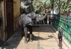تعرف علي 5 شروط دولية تمنع مصر من استيراد "فيلة "لحديقة حيوان الجيزة